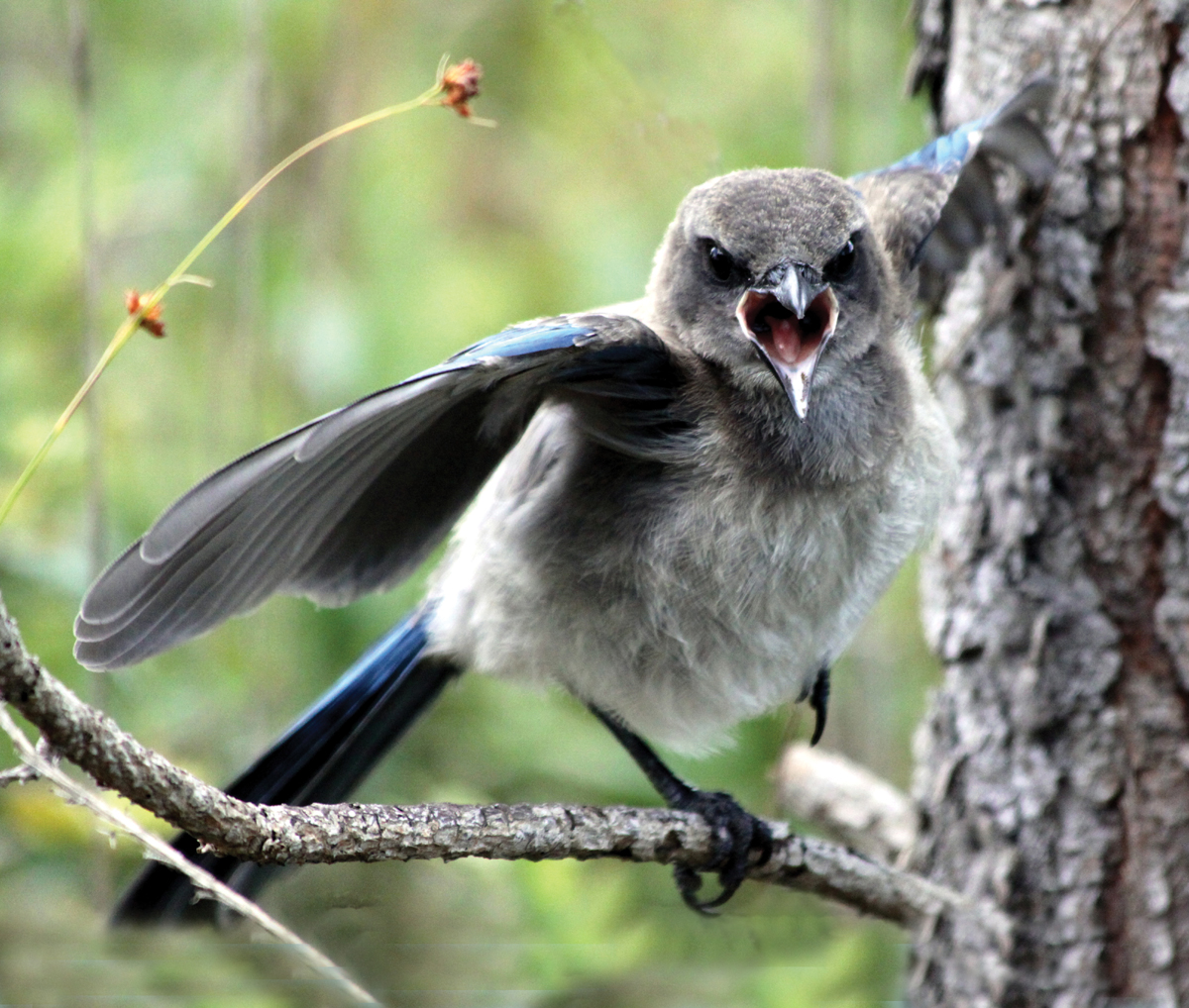 Baby scrub jay