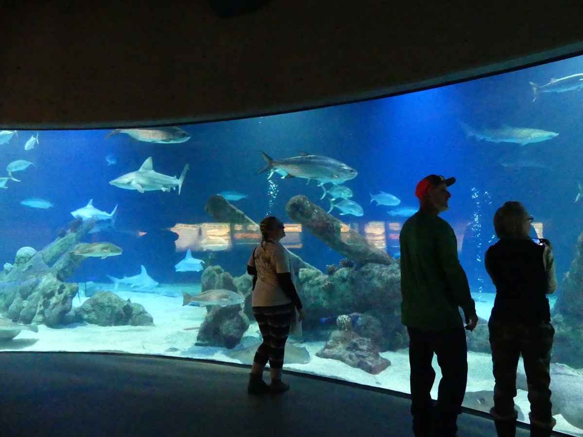 shark tank at aquarium