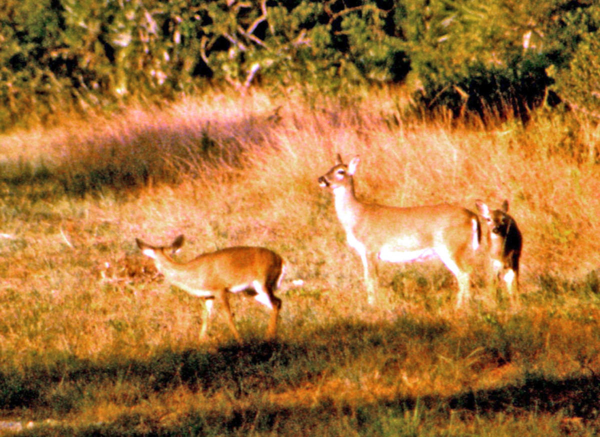 Key deer, mother and two cubs