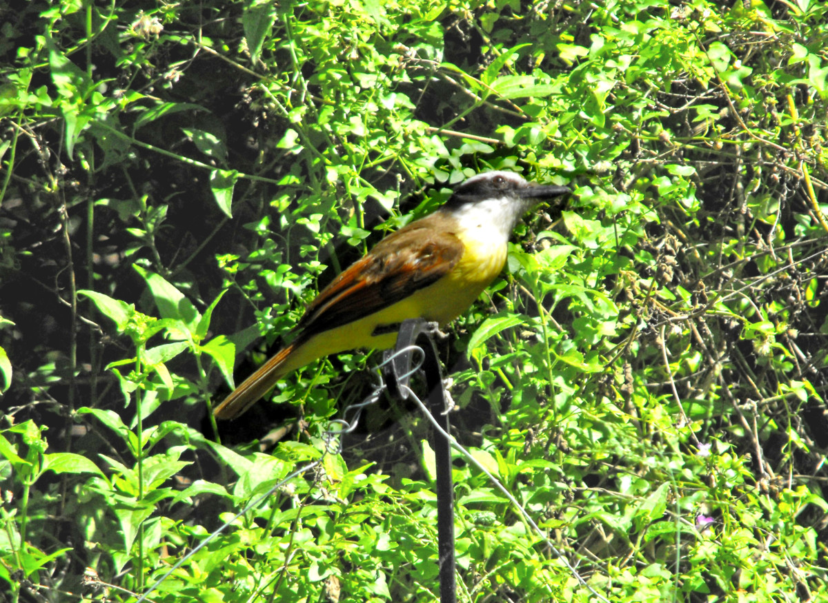 Great Kiskadee at park
