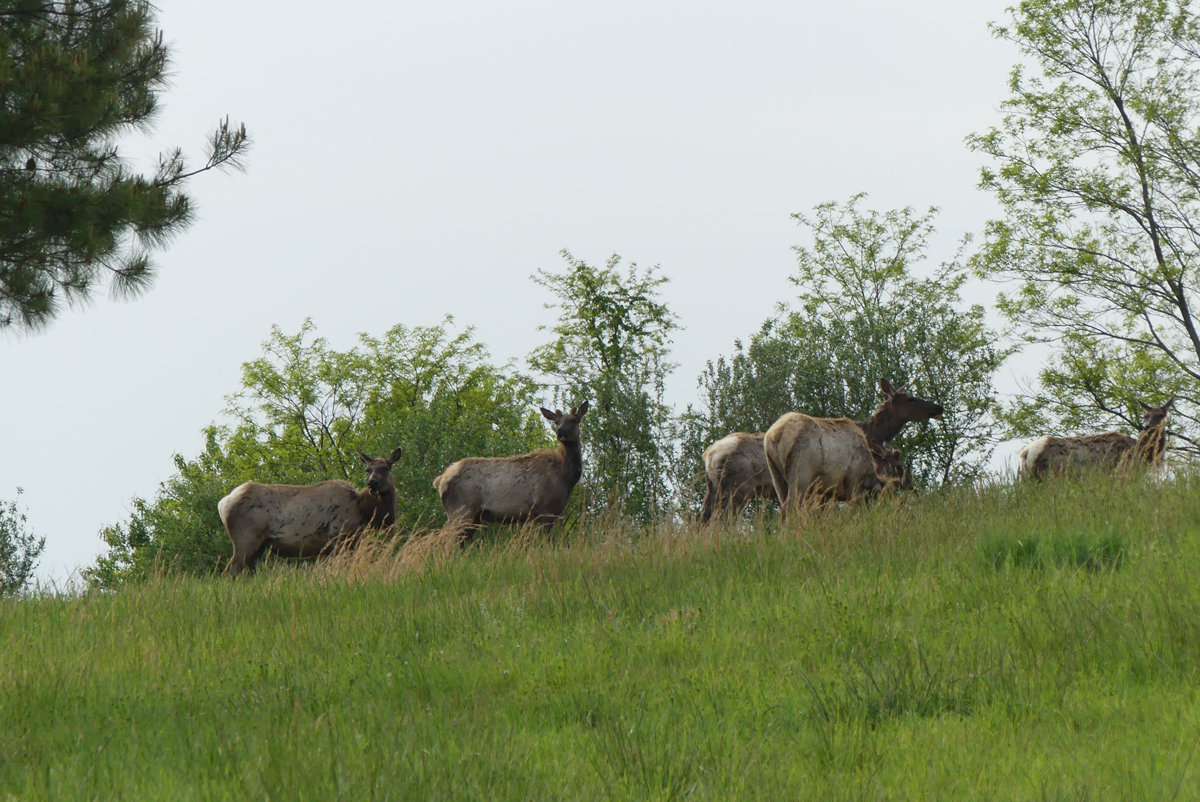Elk grazing on Breaks Park Elk Tour 