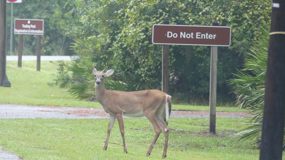 Deer at Stephen Foster State Park