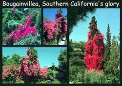 Bougainvillea