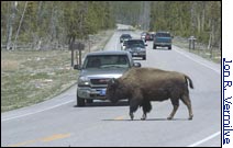 Yellowstone National Park