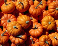 Ripe pumpkins