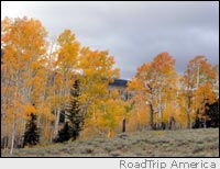 Autumnal Aspens