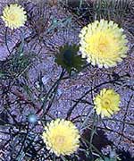 Desert Dandelions