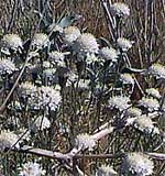 Buckwheat