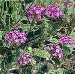 Sand Verbena