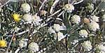 Desert Dandelion & Buckwheat