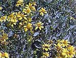 Brittlebush