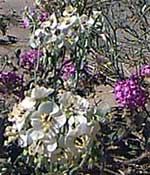 Spectacle Pod & Sand Verbena