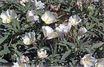 Dune Evening Primrose