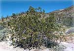 Creosote