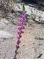 Lupine