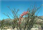 Ocotillo