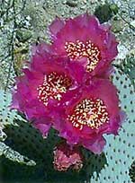 Beavertail Cactus
