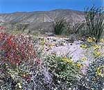 Chuparosa, Brittebush & Ocotillos