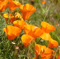 California poppies