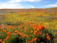 Poppies