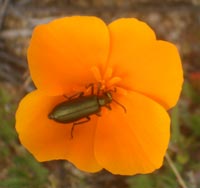 California poppy with green beetle