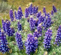 Lupine