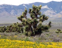 Joshua trees