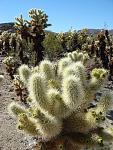 In the southern portion of Joshua Tree National Park, hordes of these cacti grew in the Cholla Gardens.