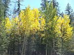 On the Lamar Haines Memorial trail, north of Flagstaff, AZ near the Snowbowl, these aspens were taking on their full beauty in the brink of the fall...