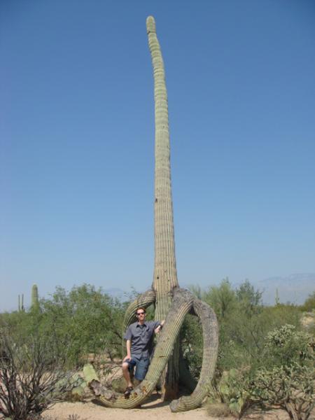 Some of the cacti in Saguaro National Park can tower up to 50 feet high. This one I posed with was "only" 30 feet high, and resembled something of a peeled banana.