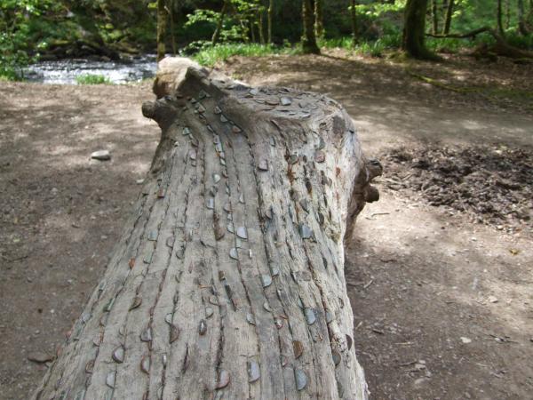 Who say's money doesn't grow on trees ?
It looks like who ever put a coin in the dead wood started a craze.
