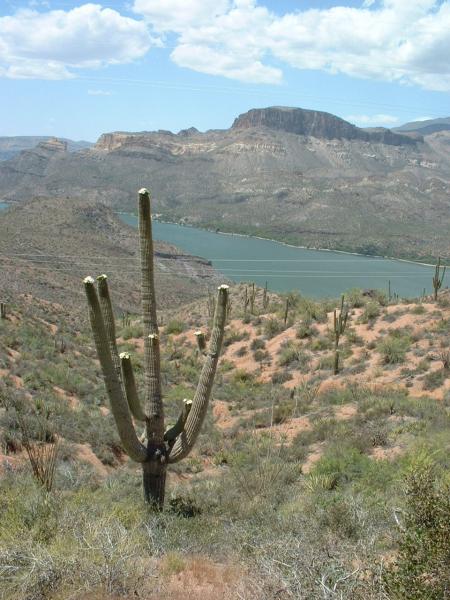 Saguaros were in bloom