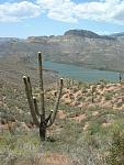 Saguaros were in bloom