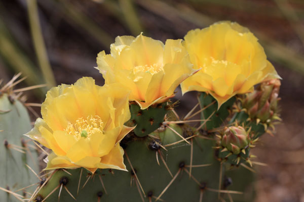All the cactus flowers were in full bloom everywhere you went in Arizona.