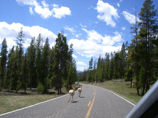 Deer on the road, just inside Yellowstone