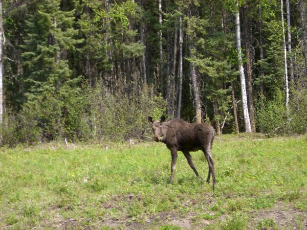 curious moose