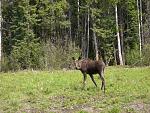 curious moose