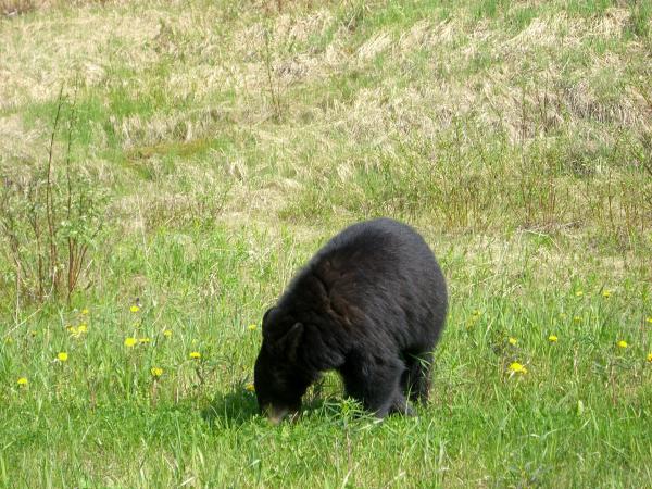 feeding bear