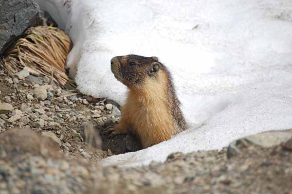 Yosemite Marmot