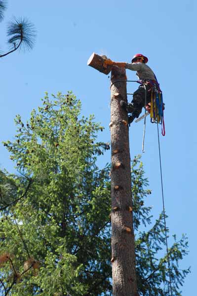 Yosemite: Tree Felling.
