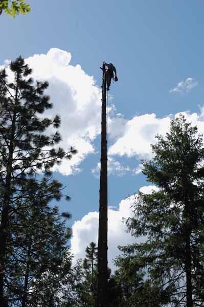 Yosemite Tree Felling. He'd jsut started, at this point.