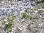 Stone Mountain Sheep