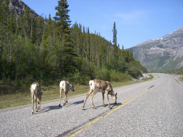 Caribou