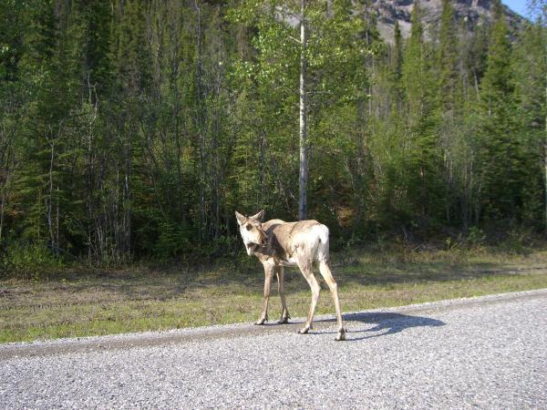 Caribou