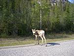 Caribou