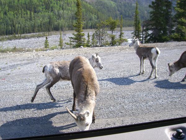 Dall Sheep