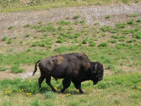 Bison