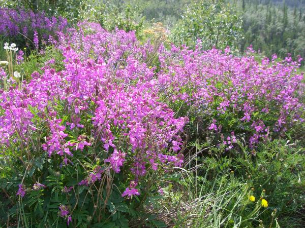 Fireweed