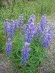 Purple flowers