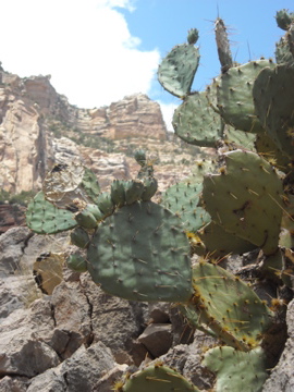 Grand Canyon Cactus